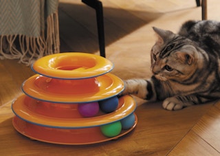 a cat playing with a cat toy