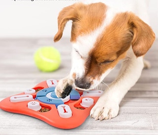 a dog playing with a puzzle toy