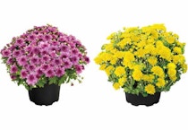 Garden Mums