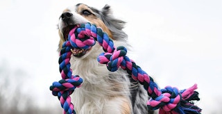 amazon mammoth flossy dog rope screenshot 1671658651 1671658651
