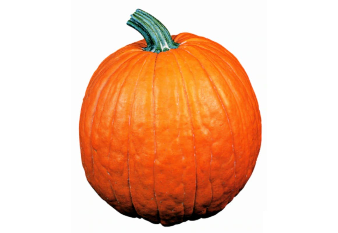 Pumpkin