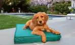 BarkBox Free Dog Bed