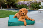 BarkBox Free Dog Bed