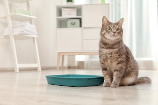Cat Litter Amazon
