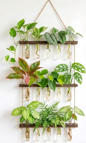 Glass Hanging Plant Propagation Station