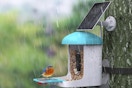 a bird on a bird feeder in the rain