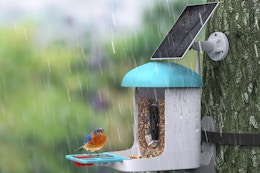 a bird on a bird feeder in the rain