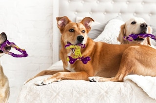 dogs chewing on toys