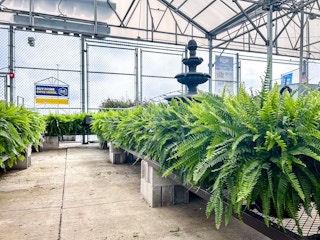lowes-ferns-kcl
