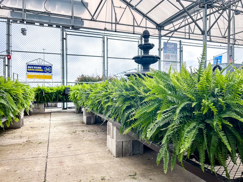 lowes-ferns-kcl