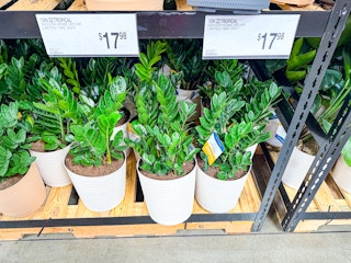 sams-club-plants-8