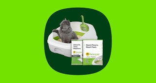 a cat in a litter box