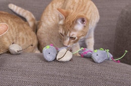 SmartyKat Skitter Critters 10-Pack, Just $2.98 for Amazon Pet Day card image