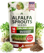 Alfalfa Sprout Seeds