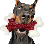 Dog Chew Toy
