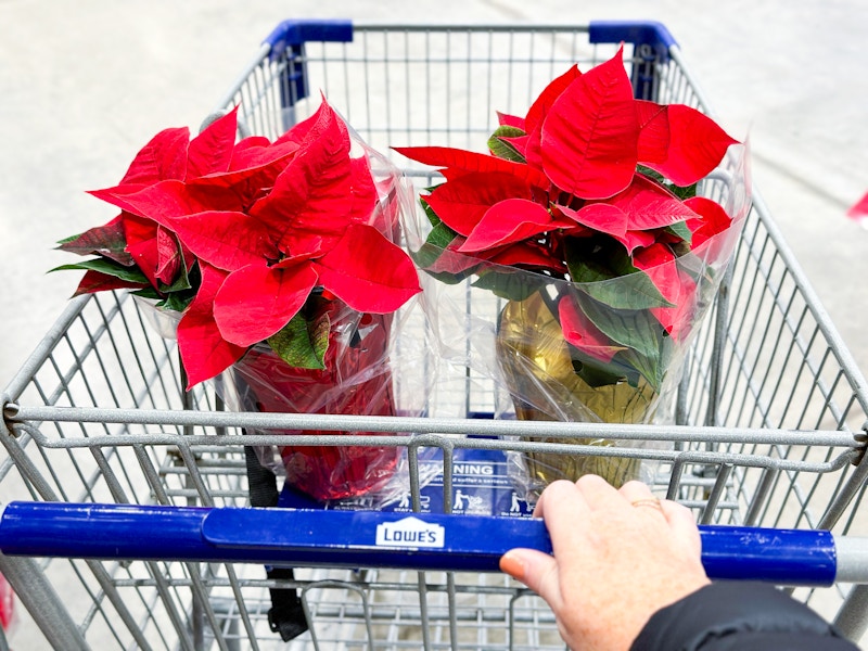 Lowes-Poinsettia-5