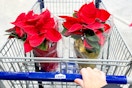 Lowe's Poinsettias