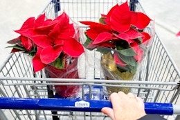 Lowe's Poinsettias