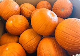 New Deal: Pumpkins Are Just $3.99 at Aldi