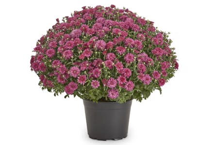 Lowe's Mum