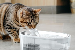 cat fountain 