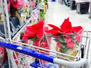 Lowes-Poinsettia-2