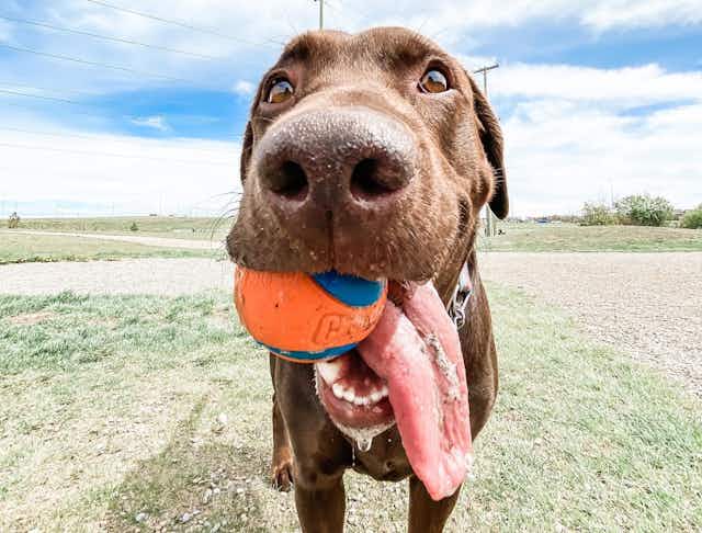 Chuckit Ultra Ball Dog Toy, Only $3.56 on Amazon card image