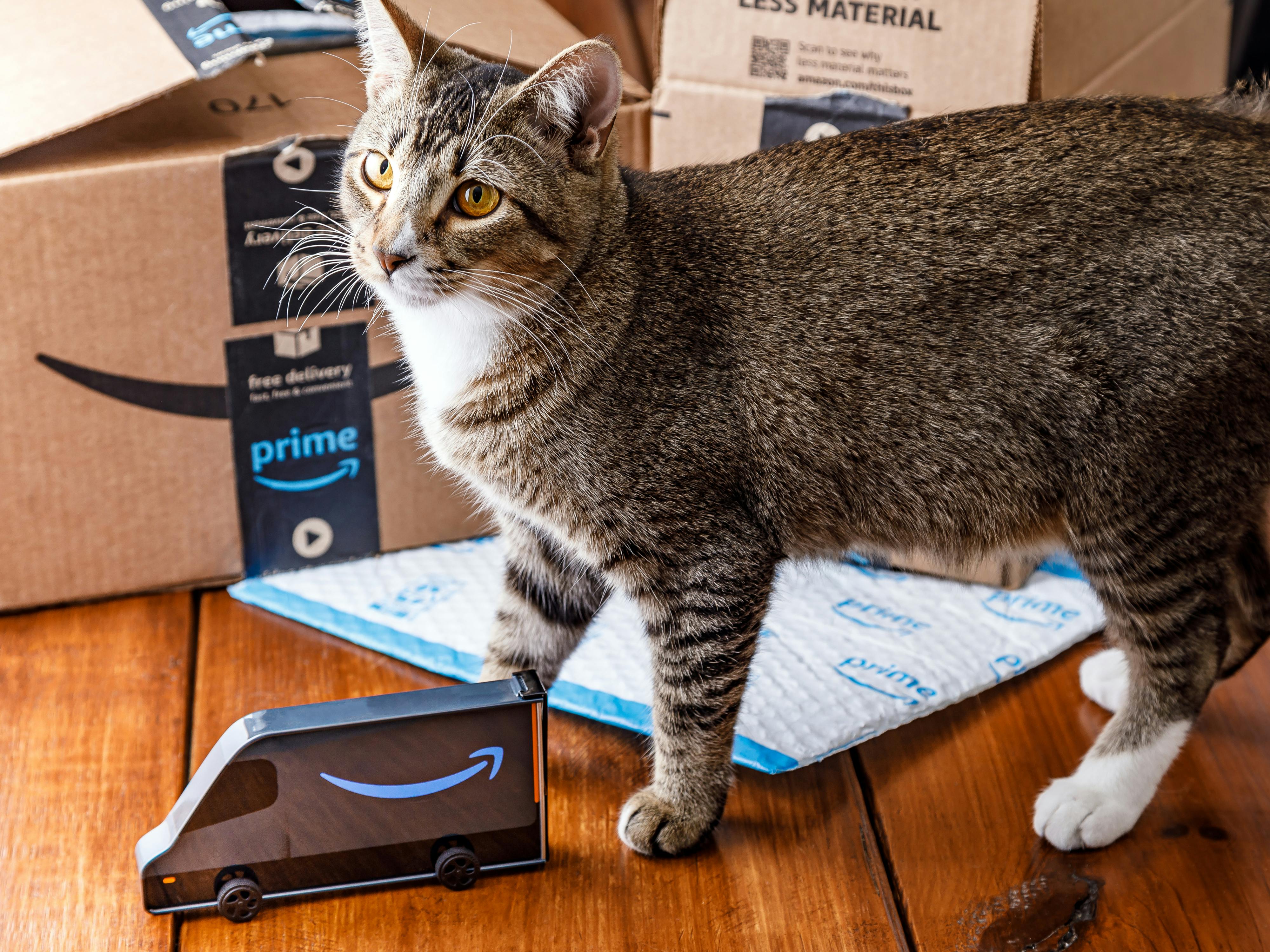 Amazon Pet Day Deals 2025: Pet Deals To Watch For Next Year - The Krazy ...