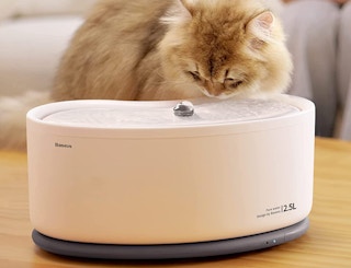 cat water fountain with a cat