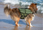 NOAH & PAW Dog Life Jacket
