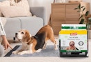 a dog on a puppy pad in a room next to a bag of puppy pads