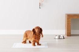 100-Pack of Amazon Basics Puppy Pee Pads, Just $13.99 After Coupon card image