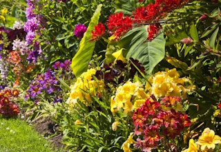 daily steals flowers