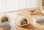 cat litter box