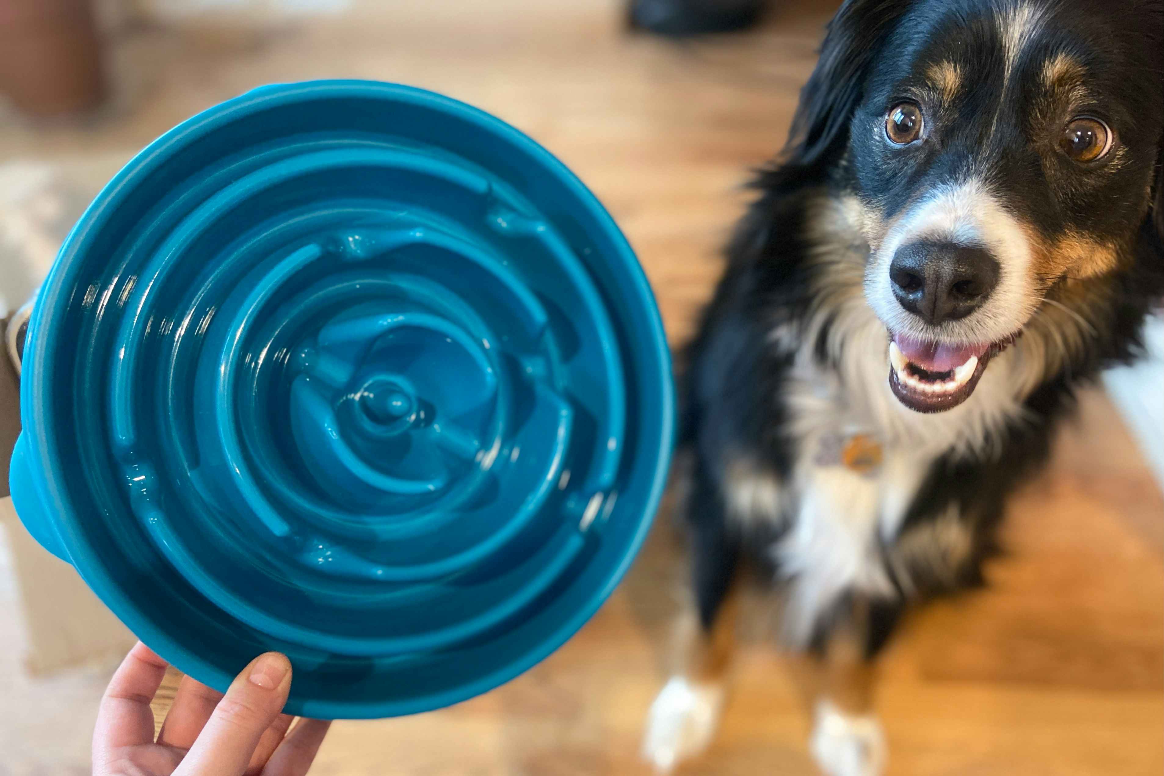 Outward Hound Slow Feeder Dog Bowl, Only $4.72 for Amazon Pet Day