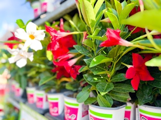 home depot annual flowers 2023 01 1681393403 1681393403