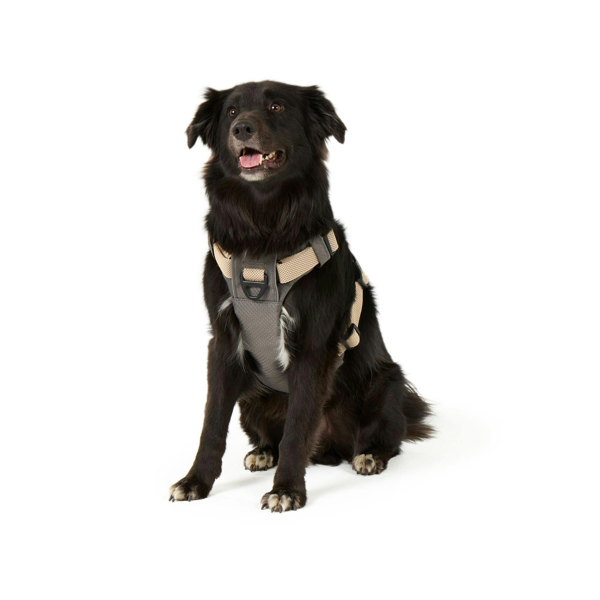 Dog Harness