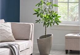 4-Foot Faux Money Tree, Just $29 at The Home Depot (Reg. $69) card image