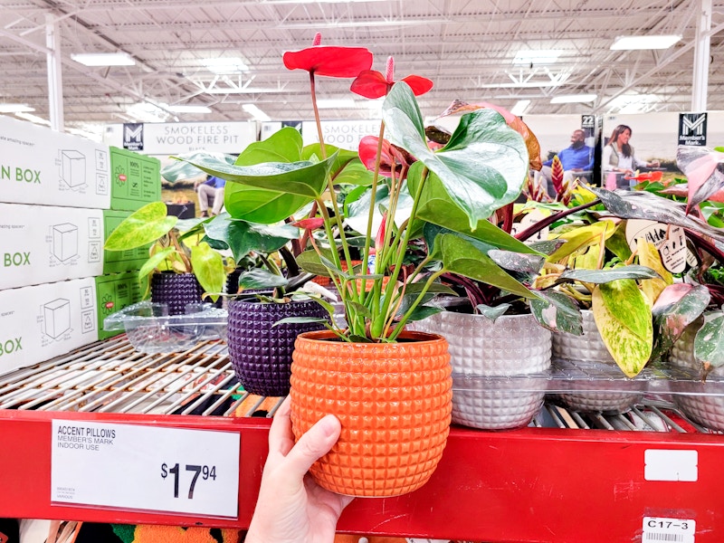 sams-club-plants-5