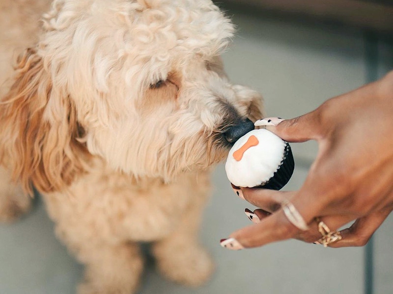 doodle enjoying pupcake from sprinkles cupcakes