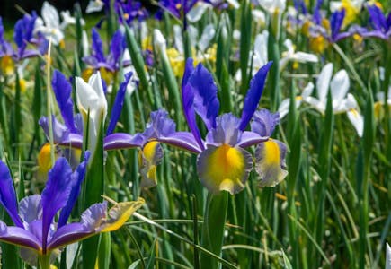 Dutch Iris Flower Bulbs