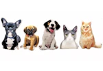 Custom Pet Photo Pillow