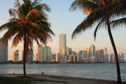 Palm trees and the Miami skyline during late afternoon.