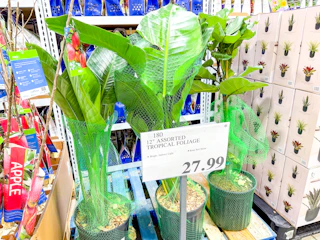 costco-plants-trpical-foliage