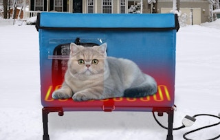 a  cat in a heated cat house outside