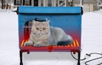 a cat in a heated cat house outside
