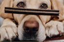 Shameless Pets Dental Treats 