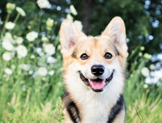 A dog smiling in a field.