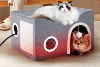 cats laying on and in cat house