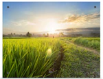 CVS Photo Bamboo Panel